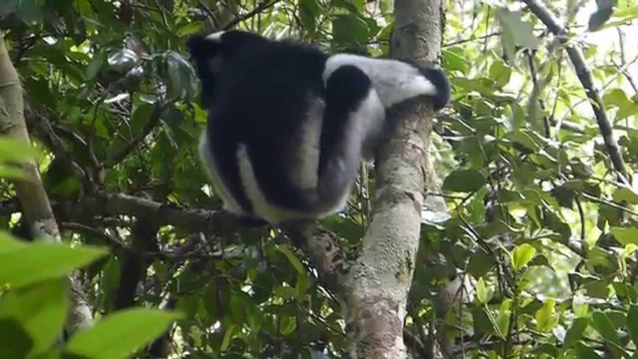 Embedded thumbnail for Madagascar: Indri - Chilling