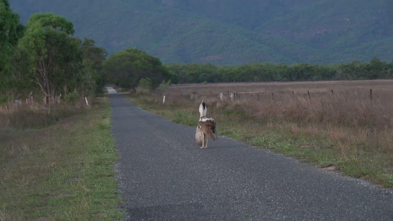 Embedded thumbnail for Australia: Australian Bustard