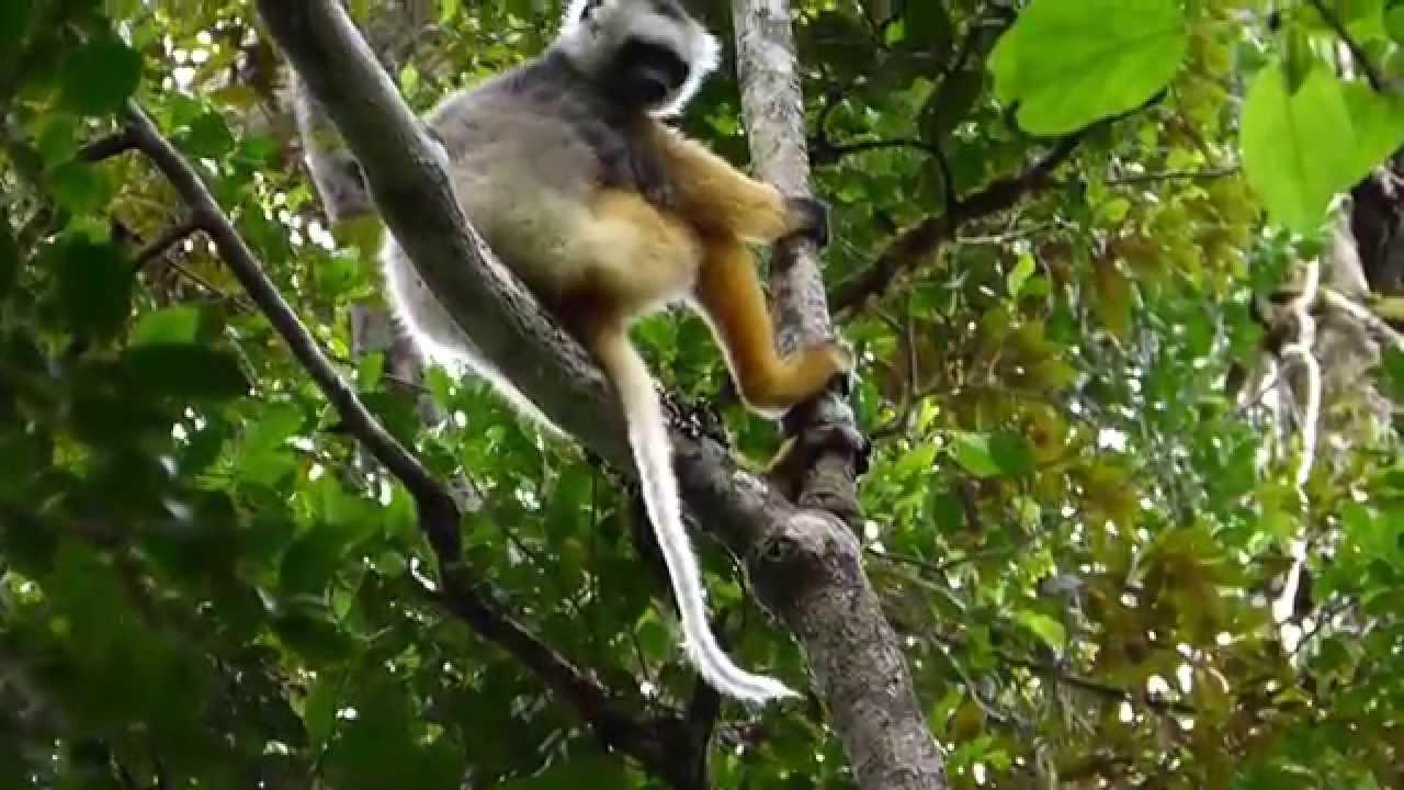 Embedded thumbnail for Madagascar: Diademed Sifaka - Chilling