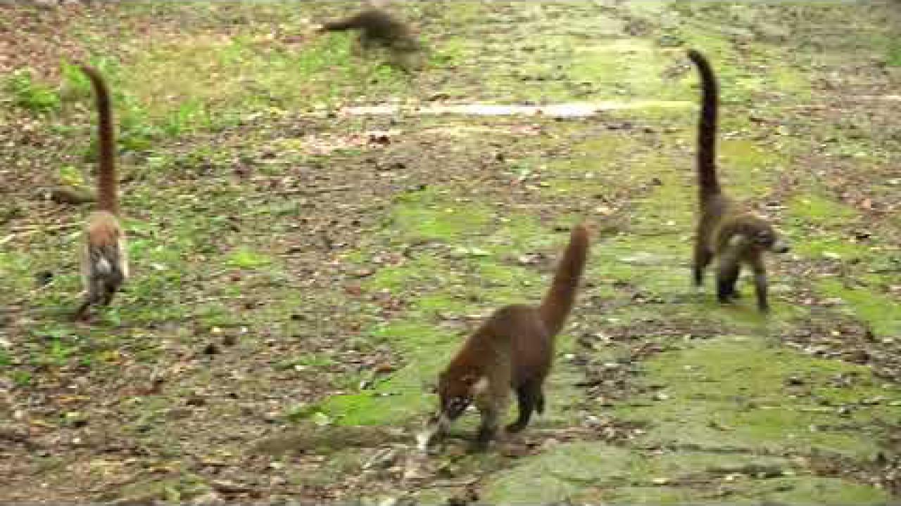 Embedded thumbnail for Guatemala: White-nosed Coati