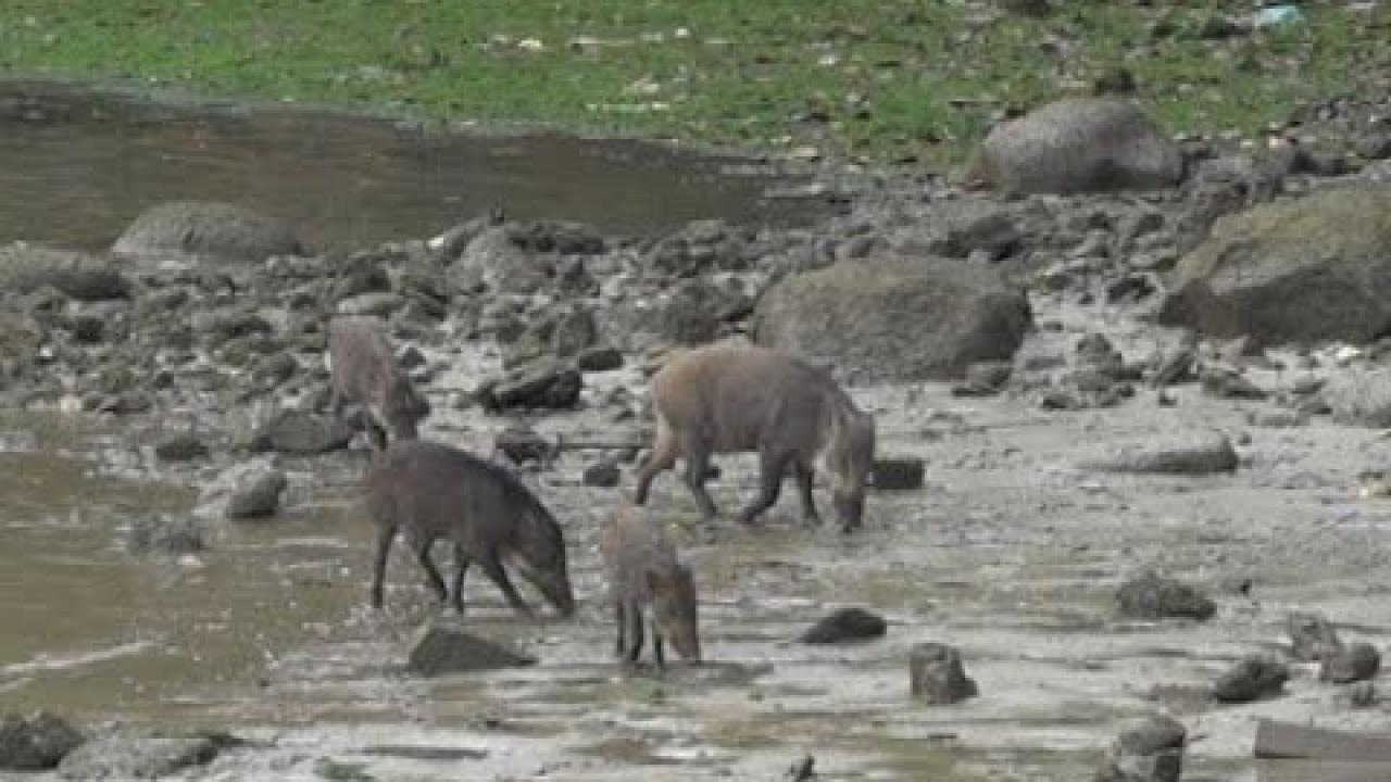 Embedded thumbnail for Singapore: Wild Boar