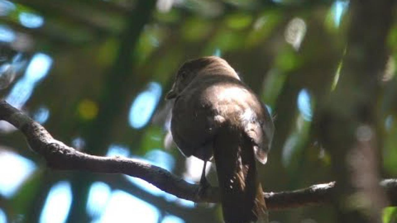 Embedded thumbnail for Australia: Golden Bowerbird (Immature male)