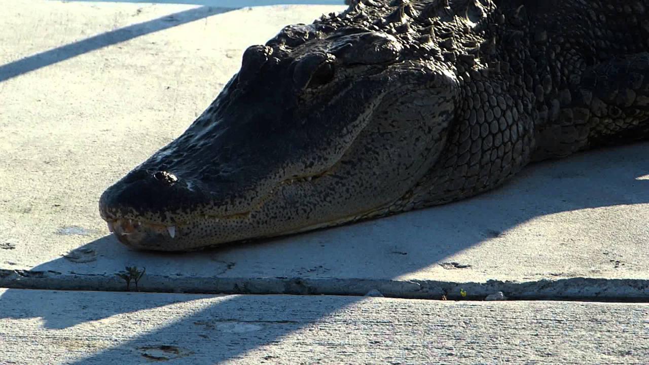Embedded thumbnail for Florida (USA): Aligator - Splash