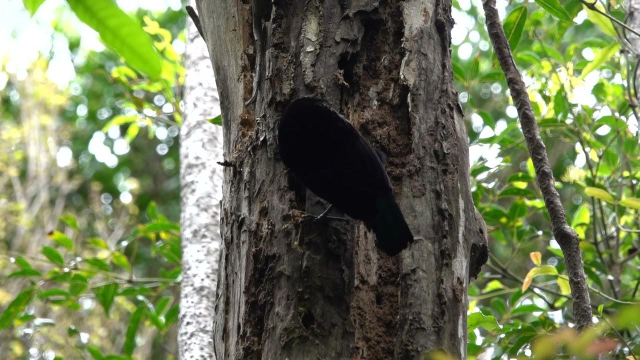 Embedded thumbnail for Australia: Paradise Riflebird