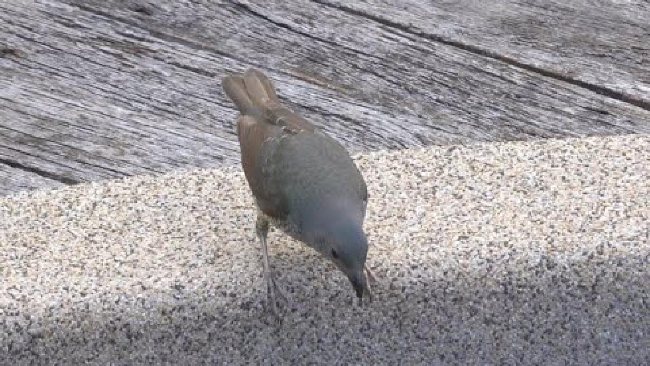 Embedded thumbnail for Australia: Satin Bowerbird (female)